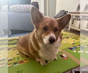 Mutt Dogs for adoption in Denton, TX, USA