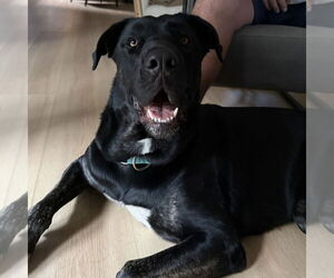 Mutt Dogs for adoption in Oceanside, CA, USA