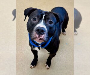 American Pit Bull Terrier Dogs for adoption in Derwood, MD, USA