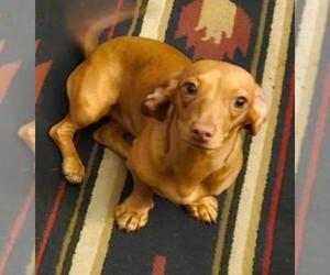 Dachshund Dogs for adoption in Los Angeles, CA, USA