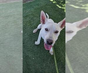 German Shepherd Dog-Unknown Mix Dogs for adoption in HESPERIA, CA, USA