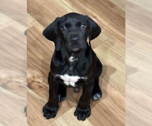 Black and Tan Coonhound-Unknown Mix Dogs for adoption in Red Lodge, MT, USA