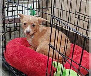Chihuahua-Unknown Mix Dogs for adoption in Upland, CA, USA