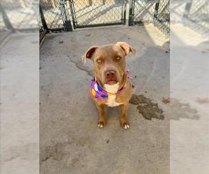 Mutt Dogs for adoption in Tulsa, OK, USA