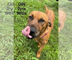 Mutt Dogs for adoption in Woodbury, NY, USA