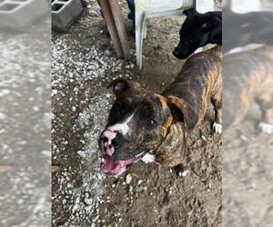 American Pit Bull Terrier Dogs for adoption in Fort Walton Beach, FL, USA