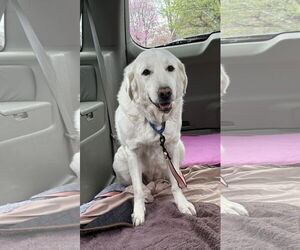 Great Pyrenees-Unknown Mix Dogs for adoption in Croydon, NH, USA