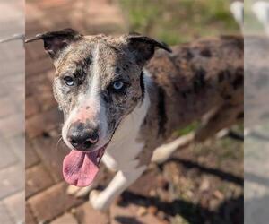 Australian Shepherd Dogs for adoption in Palmetto, FL, USA