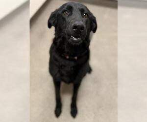 Labrador Retriever Dogs for adoption in HESPERIA, CA, USA