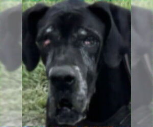 Great Dane Dogs for adoption in Palm Beach, FL, USA