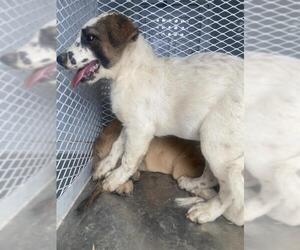 Australian Cattle Dog Dogs for adoption in Bakersfield, CA, USA