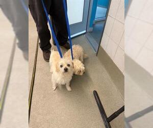 Mutt Dogs for adoption in San Martin, CA, USA