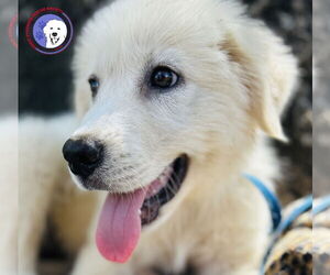 Great Pyrenees Dogs for adoption in Spring, TX, USA