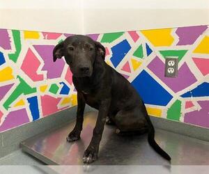 Labrador Retriever-Unknown Mix Dogs for adoption in Baytown, TX, USA