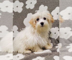 Maltese Dogs for adoption in Lake City, MI, USA