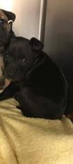 Medium Photo #1 American Pit Bull Terrier-Unknown Mix Puppy For Sale in Saint Louis, MO, USA