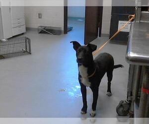 Labrador Retriever-Unknown Mix Dogs for adoption in Fayetteville, NC, USA