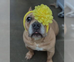 Bulldog-Unknown Mix Dogs for adoption in Las Vegas, NV, USA