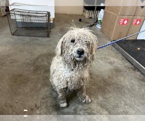 Poodle (Toy)-Tibetan Terrier Mix Dogs for adoption in Corona, CA, USA