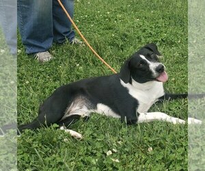 Border Collie-Unknown Mix Dogs for adoption in Batavia, OH, USA