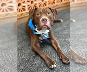 American Bulldog-Unknown Mix Dogs for adoption in Spring Lake, NJ, USA
