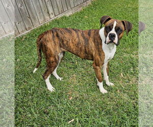 Boxer Dogs for adoption in Dumont, NJ, USA
