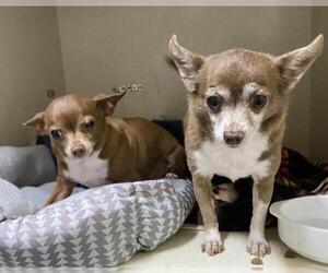 Chihuahua-Unknown Mix Dogs for adoption in Redding, CA, USA