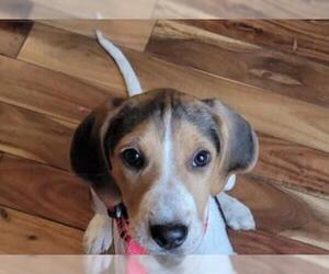 Black and Tan Coonhound-Labrador Retriever-Unknown Mix Dogs for adoption in Dahlgren, VA, USA