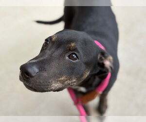 Doberman Pinscher-Labrador Retriever Mix Dogs for adoption in Tulsa, OK, USA