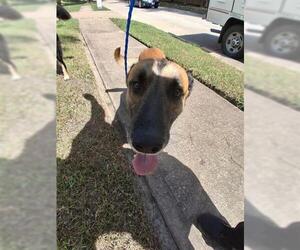 German Shepherd Dog-Unknown Mix Dogs for adoption in Houston, TX, USA