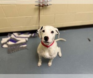 Dalmatian Dogs for adoption in Denver, CO, USA