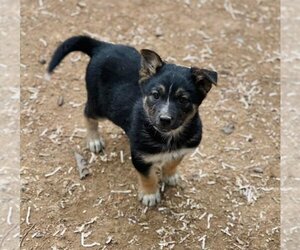 Mutt Dogs for adoption in Winter, WI, USA
