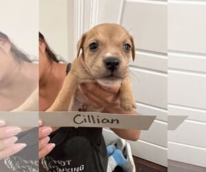 Mutt Dogs for adoption in New Orleans, LA, USA