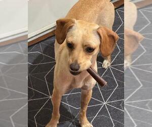 Beagle-Greyhound Mix Dogs for adoption in Los Angeles, CA, USA