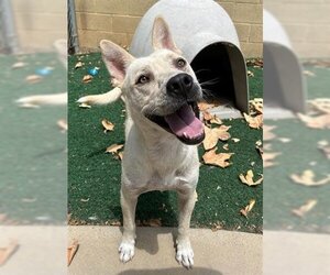 Mutt Dogs for adoption in Chula Vista, CA, USA