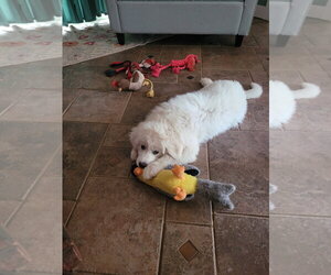Great Pyrenees Dogs for adoption in Spring, TX, USA