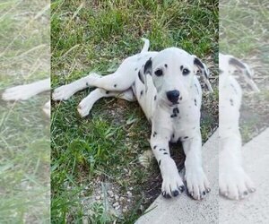 Dalmatian Dogs for adoption in Oak Bluffs, MA, USA