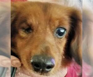 Dachshund Dogs for adoption in Olalla, WA, USA