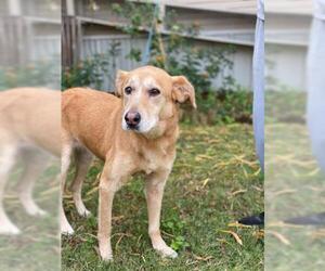 Golden Retriever Dogs for adoption in Sugar Land, TX, USA