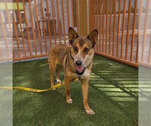 German Shepherd Dog-Unknown Mix Dogs for adoption in Las Vegas, NV, USA