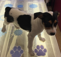 Jack Russell Terrier-Unknown Mix Dogs for adoption in Healdsburg, CA, USA
