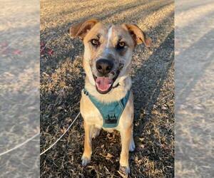 Mutt Dogs for adoption in Elgin, IL, USA