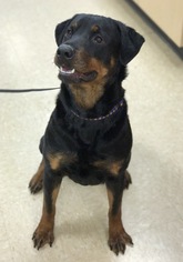 Rottweiler Dogs for adoption in Burlington, WA, USA