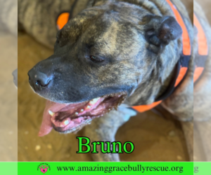 Staffordshire Bull Terrier-Unknown Mix Dogs for adoption in Milton, FL, USA