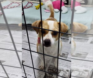 Puggle Dogs for adoption in Mukwonago, WI, USA