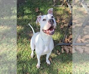 Mutt Dogs for adoption in Riverside, CA, USA