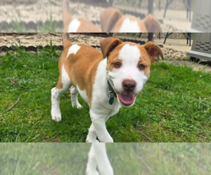 American Pit Bull Terrier-Collie Mix Dogs for adoption in Springdale, PA, USA