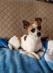Chihuahua Dogs for adoption in Forest Lake, MN, USA