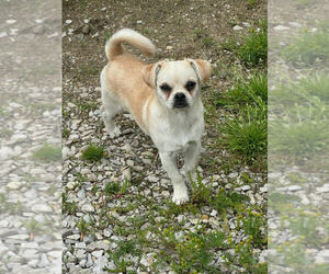Pug-Unknown Mix Dogs for adoption in Linton, IN, USA