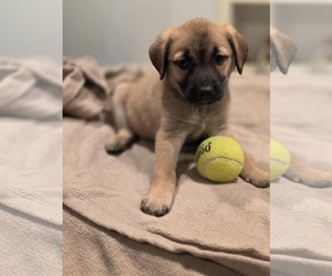 Shepradors Dogs for adoption in SHERBURNE, NY, USA